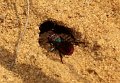 29 Hedychrum rutilans f Stalberg De Hamert_resize